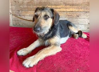 ❤️ superlieber Familienhund MATYI - 2 Jahre, 50cm/20kg - Schnauzer-Mix
