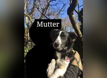 Sanfter Schäferhund-Border-Collie-Mischling "Motte"  (w); fünf Monate