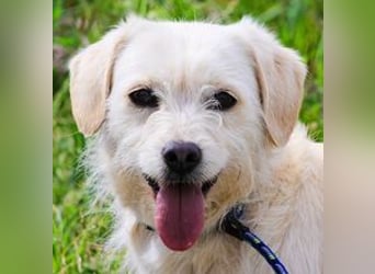 Babette, Mix Podengo / Terrier, lieb und verträglich