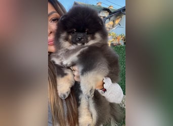 Pomeranian