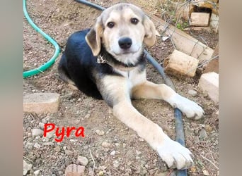 Pyra 05/2023 (GRC Pflegestelle) - verschmuste und ausgeglichene, süße Junghündin!
