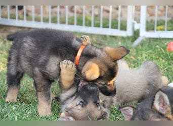 Schäferhund Welpen mit VDH Ahnentafel