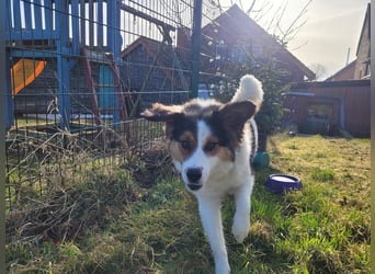 Charlie- ein liebevoller Kokoni-Mix sucht sein Zuhause