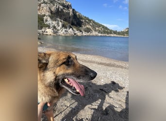 Schäferhundmix MADDOX sucht seine eigene Familie!