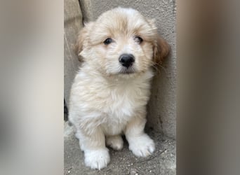 Sammy, geb. ca. 03/2025, lebt in GRIECHENLAND, auf einer privaten Pflegestelle