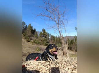 Emma  - Jagdterrier