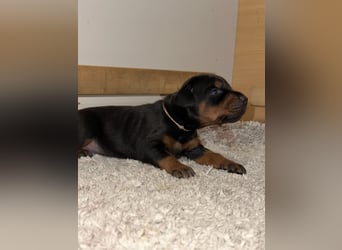 FCI Dobermann Welpe aus Championlinie – Nebula Nero di Angelo