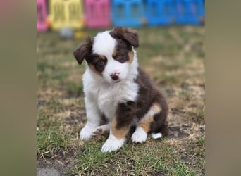 Mini Aussie Hündin / Mini American Shepherds aus Liebevoller Aufzucht