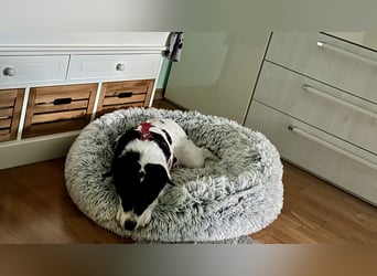 Die schüchterne Zseda sucht einfühlsame Menschen mit nette Hunden !