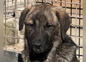 Ludwig ❤️ unser lieber Herzensbrecher
