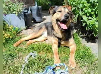 Beny, Schäferhund Mischling