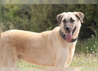 Bodhi, ein Engel auf 4 Beinen