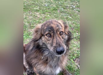 Calypso, geboren 01.07.2023, 53cm sucht sein Zuhause