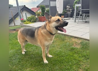 Gipsy wartet in 73460 Hüttlingen auf Besuch