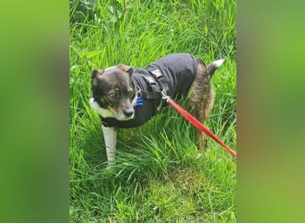 ♥KARLO♥ auf Pflegestelle bei Köln - süßer, verschmuster, dankbarer dreibeiniger Schatz 46 cm