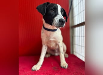 ❤️ zarte Hundeseele SAMMY - 8 Monate, 40cm/11kg - Mischling