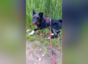 Süsse Phoebe sucht ihr Für-Immer-Zuhause!