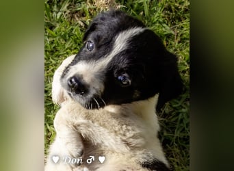 Unsere zauberhaften D-Welpen suchen ab Mitte Juli ein liebevolles Zuhause b sofort ein Zuhause