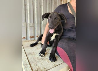 Alpha, verspielter Welpe sucht Zuhause