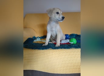 Kleine Junghündin NICKY sucht nach dem großen Glück