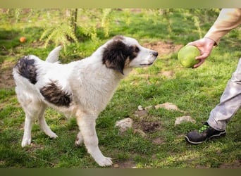 BOOMER - wer schenkt dem großen Jungen mit dem großen Herz ein liebevolles Zuhause?