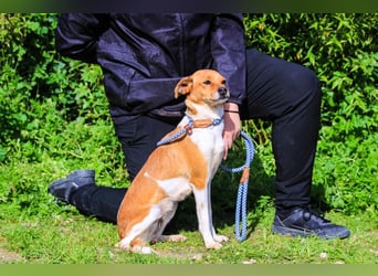 Holly, Mix Chihuahua / Beagle, lieb und verträglich