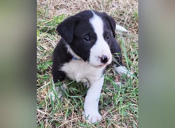 Kleiner Rocky ❤️ will die Welt erkunden!