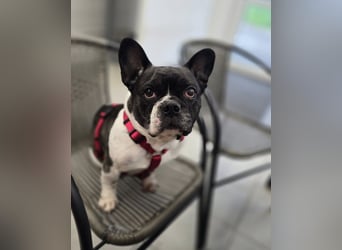 Französische Bulldogge Inge sucht Zuhause oder Pflegestelle