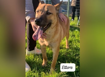  ETTORE – Der sanfte Entdecker auf vier Pfoten