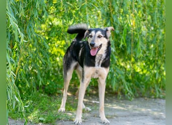 Familienhund Vorshun sucht ein Zuhause