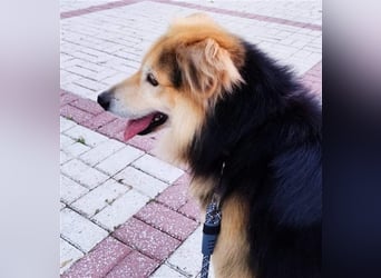 RAFA sucht liebevolles Daheim