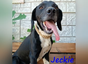 Jeckie geb. ca. 01/2021 (GRC) - ausgeglichener, lieber und wunderschöner Rüde!