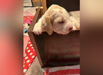 Spinone Italiano weiß/orange - WELPEN