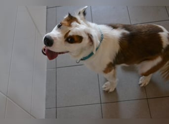 Kaninchen - Australien Shepherd Mix