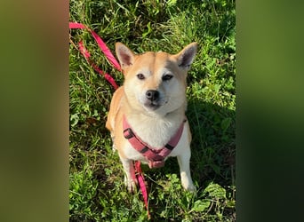 Kokette 3/4 Shiba Inu 1/4 Beagle Hündin Aiko (1,8 Jahre alt)