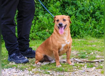 Albu, Mix Dackel / Pinscher, lieb und verträglich