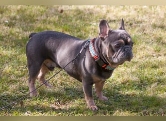 French Hugo - selbstbewusster Bulli - Tierhilfe Franken e.V.