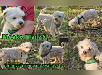 Meeko sollte auf sehr grausame Art sterben