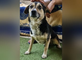 Muffin möchte aus dem Shelter geholt werden
