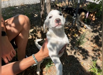 Rocky – und jetzt in die Familienhundeschule starten…….
