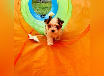 Biewer Yorkshire Terrier, Welpe,Rüde, reinrassig sehr selten
