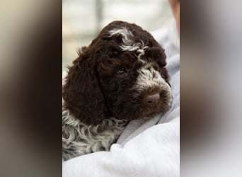 Lagotto Romagnolo Welpen, 6 Welpen suchen ein Zuhause