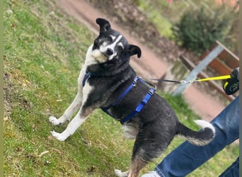 Finn - absoluter Herzenhund