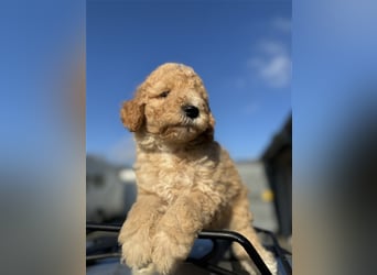 GoldenDoodle Welpen 