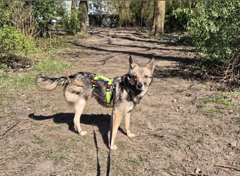 Grisa - eine besondere Hundedame