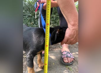 Alexa, geboren 16.03.2025, 21cm sucht ihr Zuhause