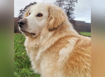 Almi (Almendra)
