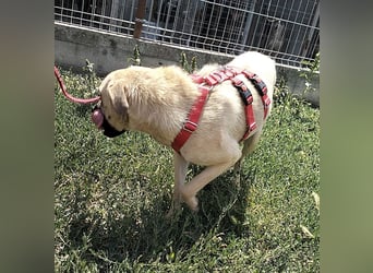 MAXI sucht Familienanschluss