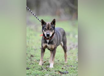 Lacika, 4 Jahre jung, 45 cm, sucht sein Zuhause