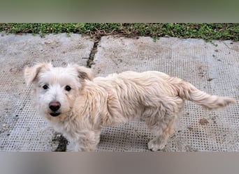 Bichon-Mix Odette lebt i Rumänien bei einer Pflegefamilie